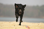 running Labrador Retriever