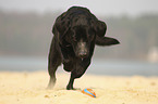 running Labrador Retriever