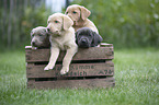 Labrador Retriever Puppies in a box