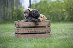 Labrador Retriever Puppies in a box