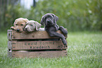 Labrador Retriever Puppies in a box