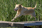 running Labrador Retriever