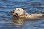 swimming Labrador Retriever