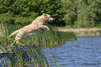 jumping Labrador Retriever