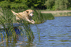 jumping Labrador Retriever