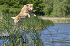 jumping Labrador Retriever