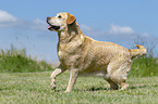 playing Labrador Retriever