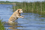 jumping Labrador Retriever