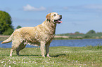 standing Labrador Retriever