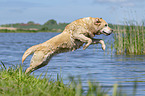 jumping Labrador Retriever