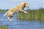 jumping Labrador Retriever