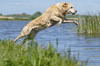 jumping Labrador Retriever