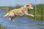 jumping Labrador Retriever