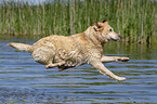 jumping Labrador Retriever