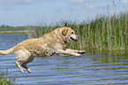 jumping Labrador Retriever