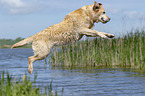 jumping Labrador Retriever