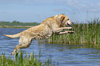 jumping Labrador Retriever