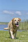 walking Labrador Retriever