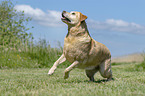 playing Labrador Retriever