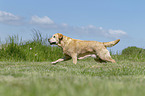 running Labrador Retriever