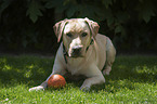 lying Labrador Retriever