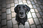 sitting Labrador Retriever