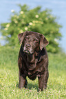 standing Labrador Retriever