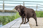 standing Labrador Retriever