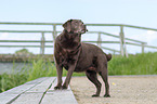 standing Labrador Retriever