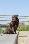 sitting Labrador Retriever