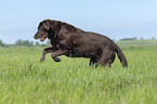 running Labrador Retriever