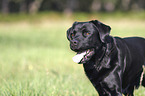 Labrador Retriever Portrait