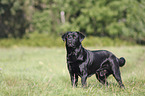 Labrador Retriever stands on meadow