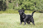 Labrador Retriever stands on meadow