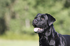 Labrador Retriever Portrait