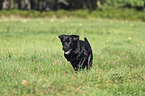 running Labrador Retriever