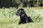 Labrador Retriever lies on meadow