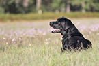 Labrador Retriever lies on meadow
