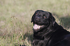 Labrador Retriever Portrait