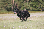 running Labrador Retriever