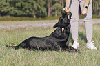 woman with Labrador Retriever