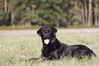 Labrador Retriever lies on meadow