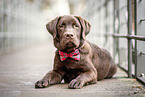 brown Labrador Retriever