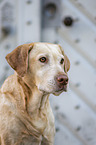 blonde Labrador Retriever