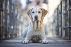 blonde Labrador Retriever