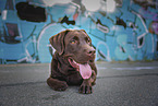 brown Labrador Retriever