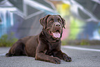 brown Labrador Retriever