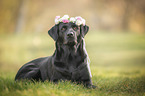 lying Labrador Retriever