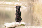 sitting Labrador Retriever