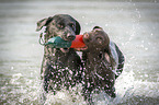 playing Labrador Retriever